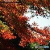 紅葉窓、、、。