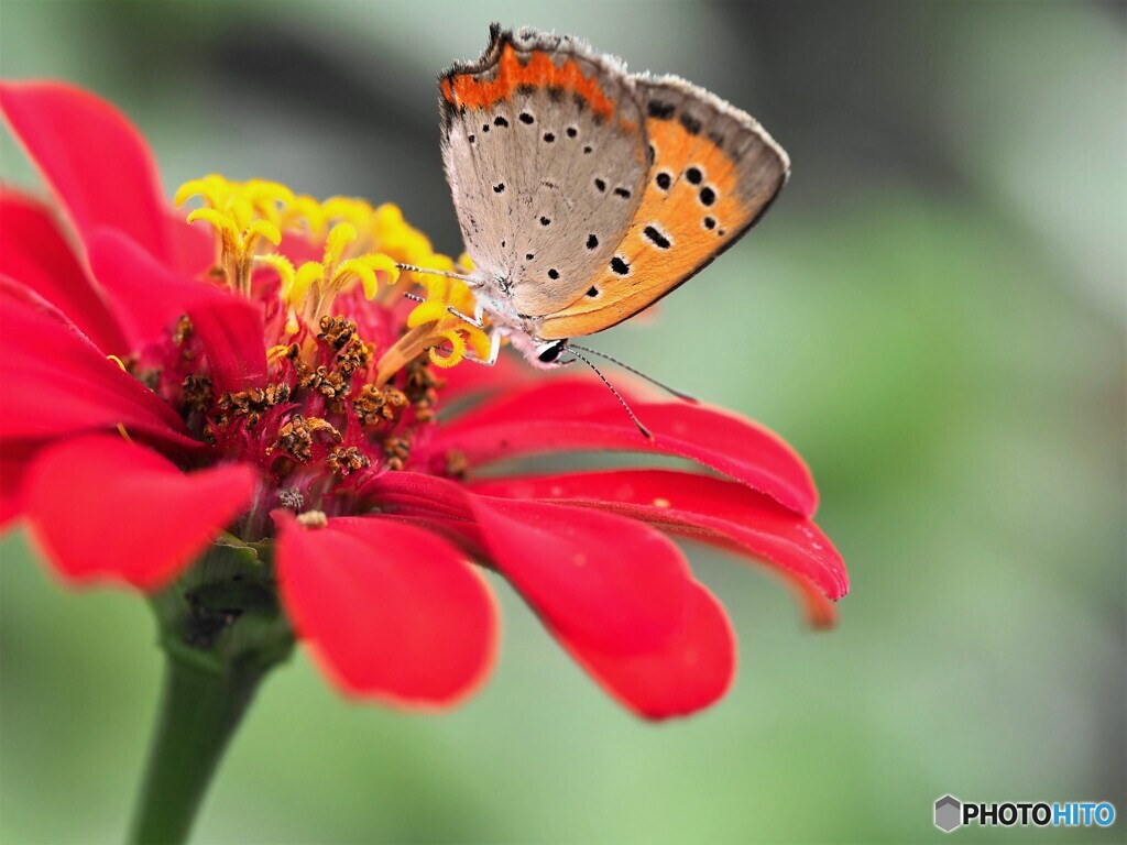 紅の開花～ⅱ