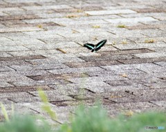 靑が舞う、、、。