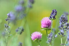 Globe amaranth～ⅱ