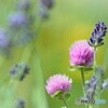 Globe amaranth～ⅱ