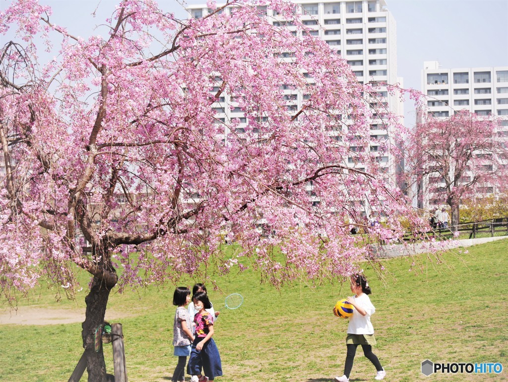 枝垂れ桜の下で、、、。