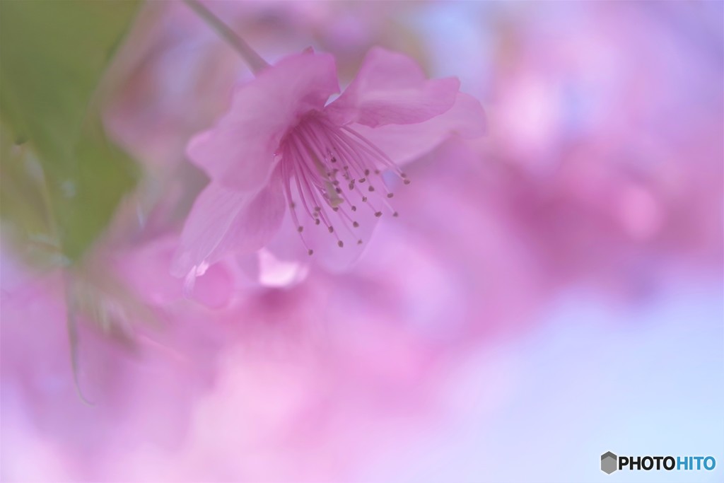 河津桜の宴～ⅴ