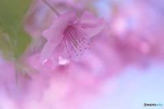 河津桜の宴～ⅴ