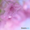 河津桜の宴～ⅴ