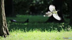 野鳥たちの秋～③