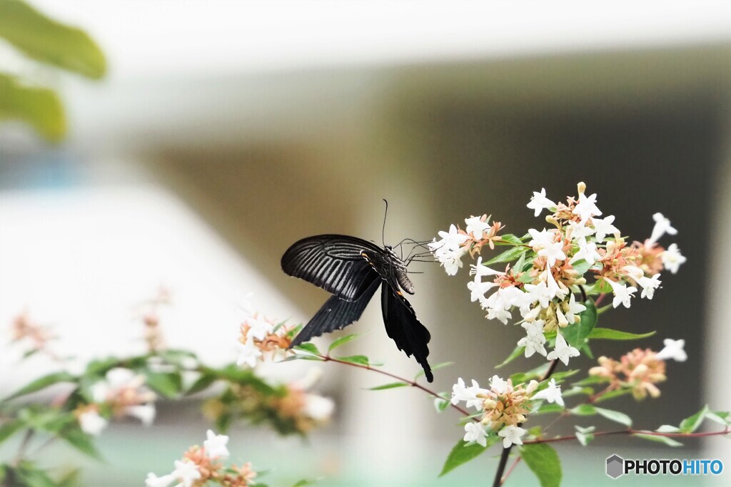 黒の美