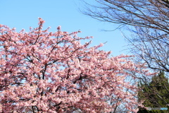 春を呼ぶ、、、。