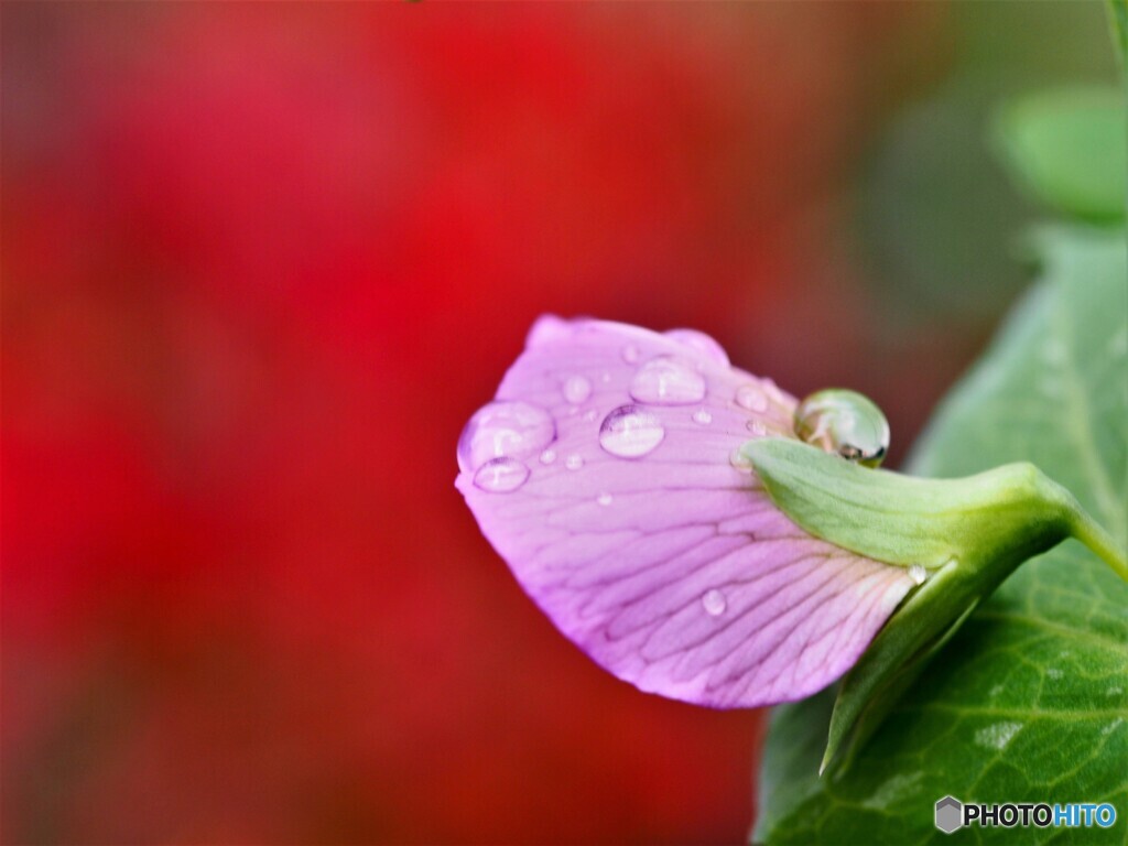 烏野豌豆