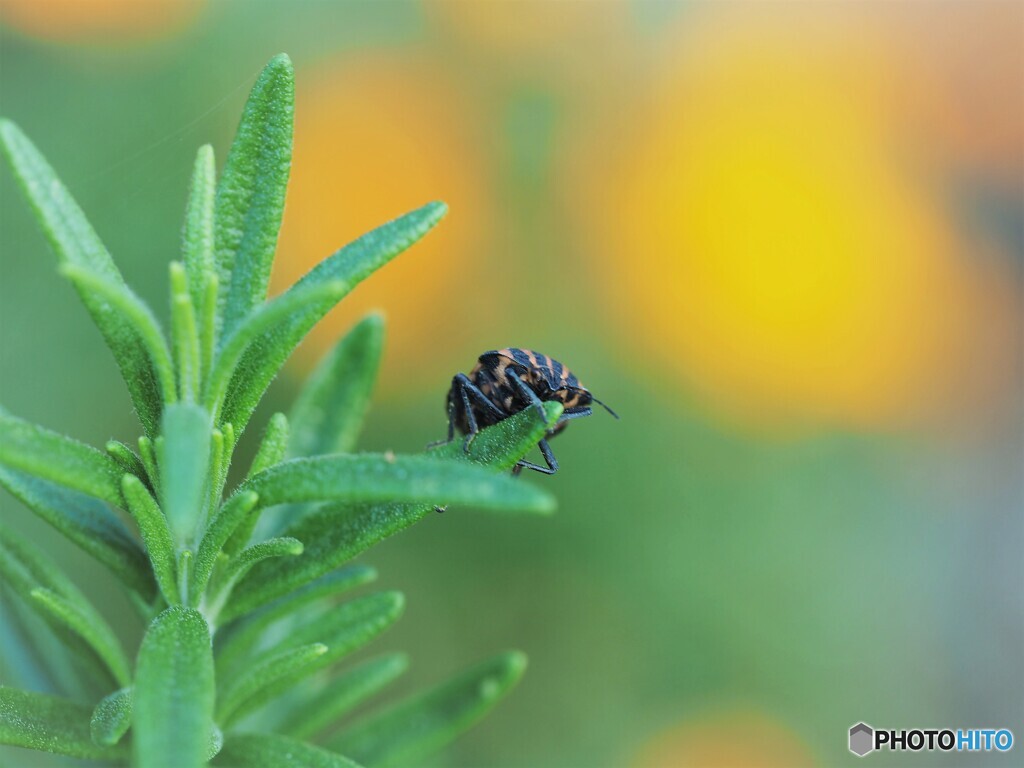 窺う