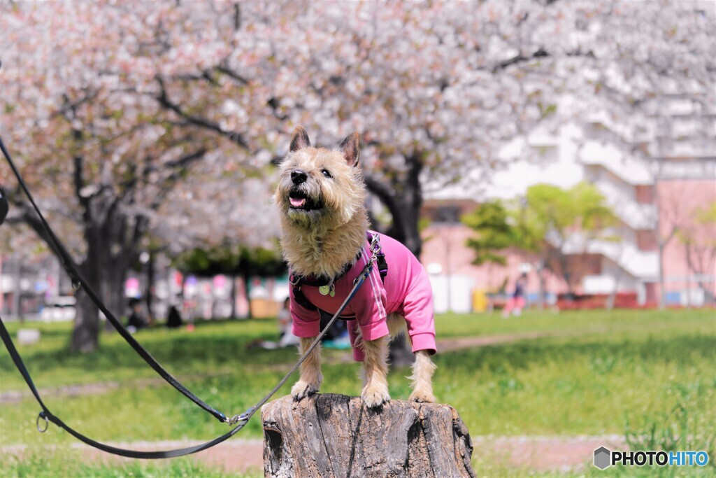 桜とワンコ