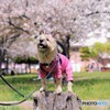 桜とワンコ