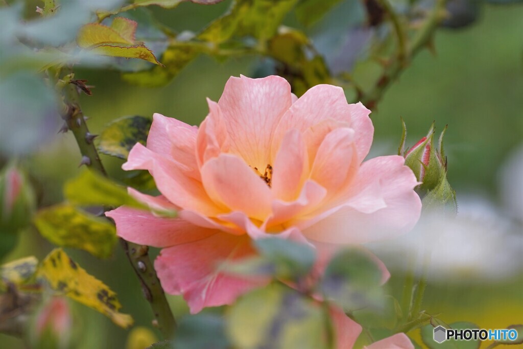 ６月の薔薇