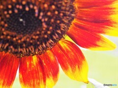 夏のインパクト、、、。