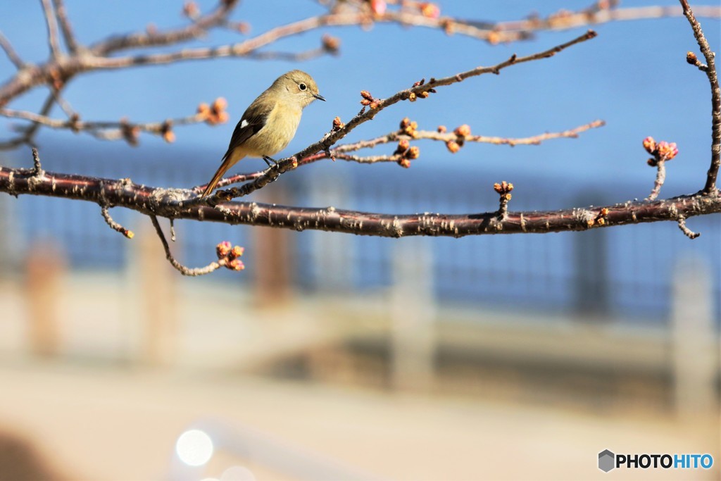 開花はまだかいな～、、、。