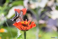 チョウ～大好き、、、③