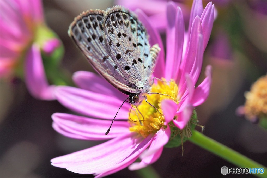 ピンクに染まる、、、。