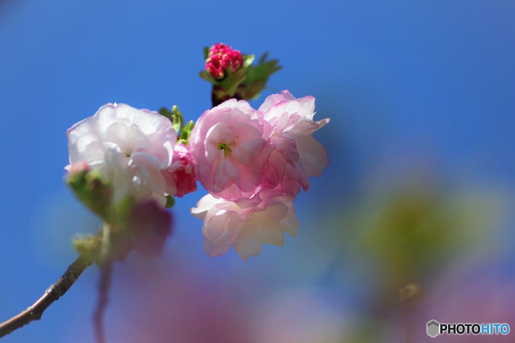 令和福禄寿咲くラ～
