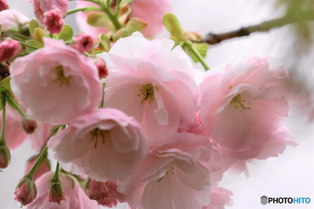 汐入八重桜 一葉