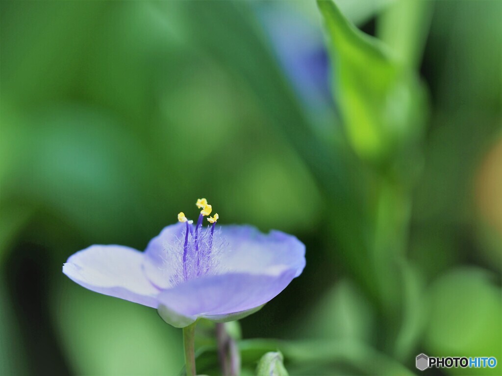 ひとときの幸せ