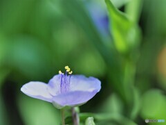 ひとときの幸せ