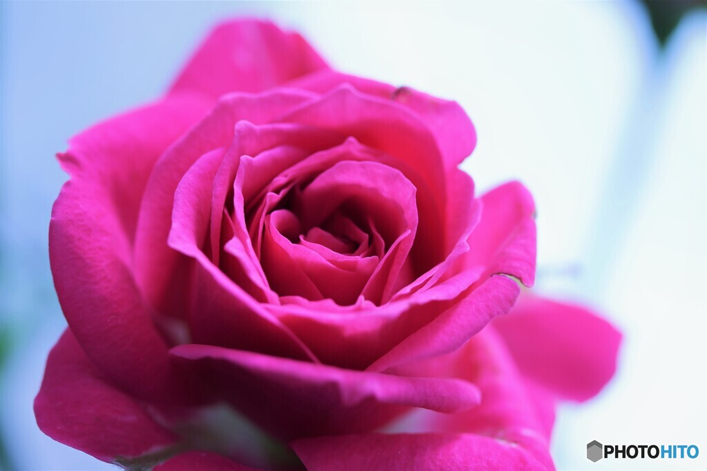 冬の薔薇～ⅱ