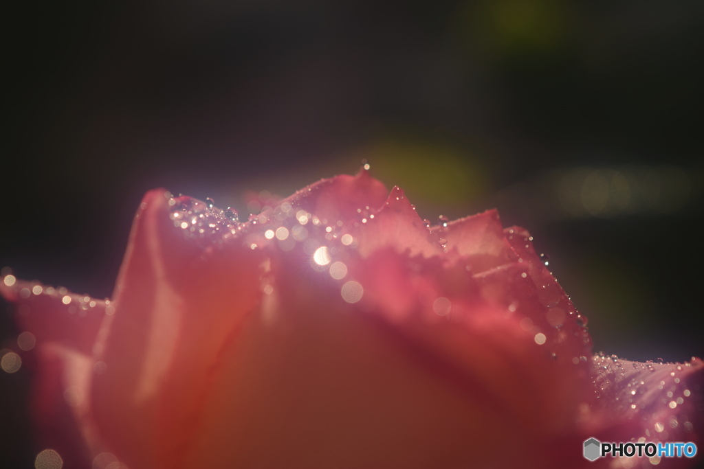 薔薇の微笑み。