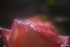 薔薇の微笑み。