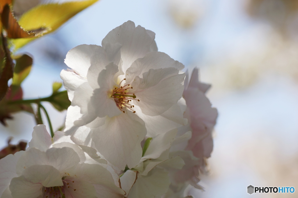 朱雀桜の素顔
