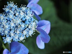 梅雨時の輝き