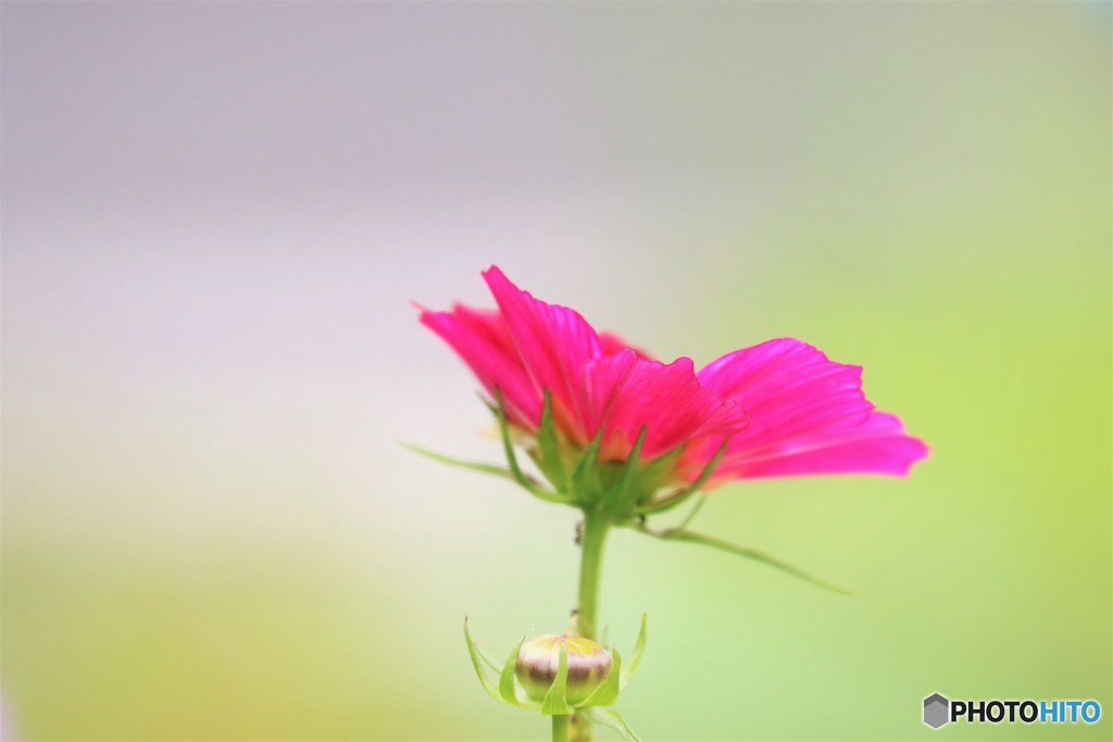 梅雨に華、、、。