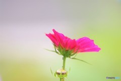 梅雨に華、、、。