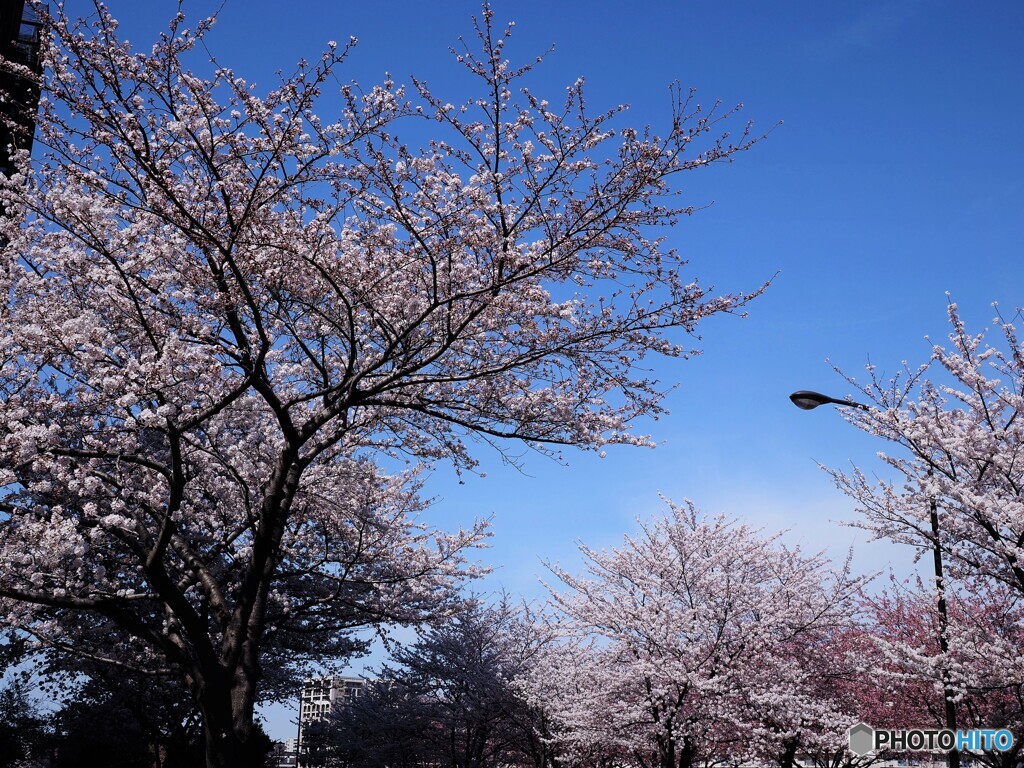 桜便り～xxix