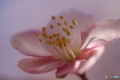桃色光彩