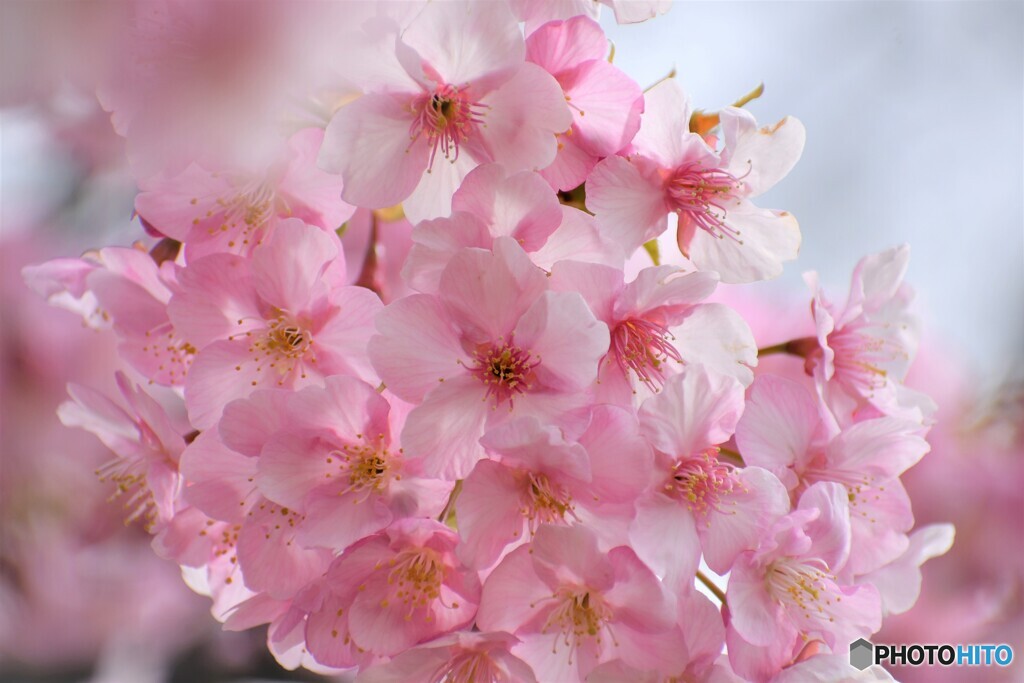 桜便り～ⅴ