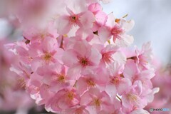 桜便り～ⅴ