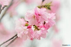 汐入八重桜　八重紫