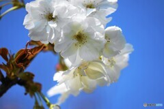 令和朱雀咲くラ～ⅱ