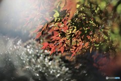 昨年のもみじ～②