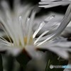 松葉菊。