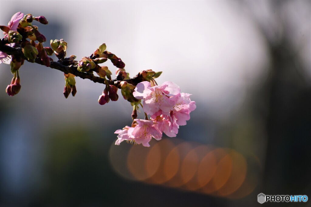 ２０２１桜だより～ⅺ