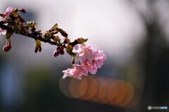 ２０２１桜だより～ⅺ