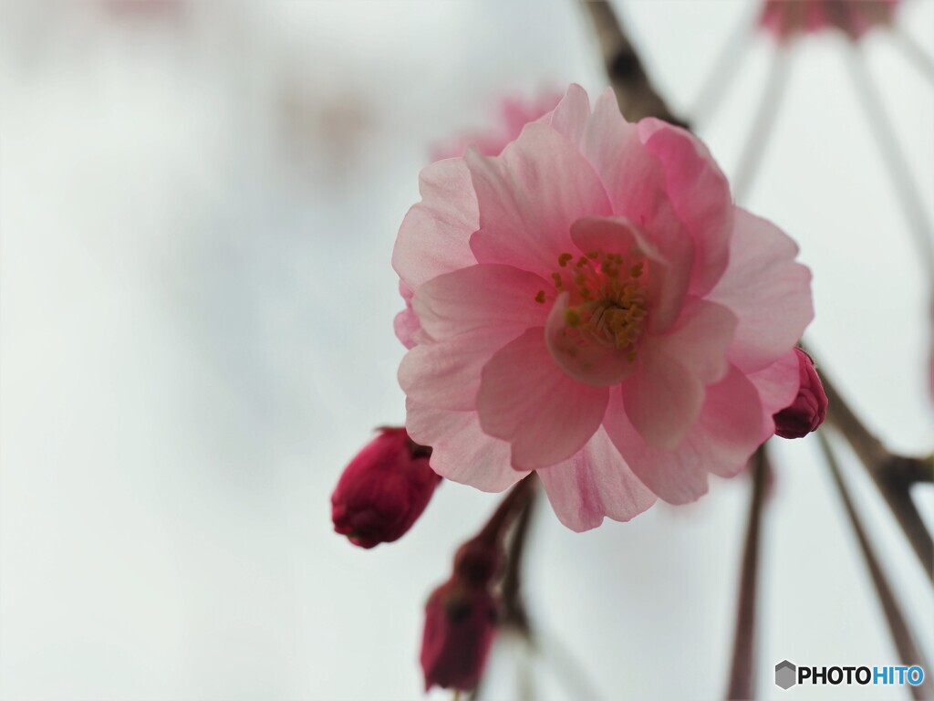 枝垂れ桜