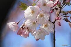 令和江戸彼岸咲くラ～ⅱ