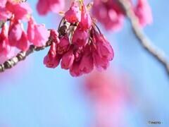 河津桜の親桜