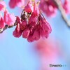 河津桜の親桜