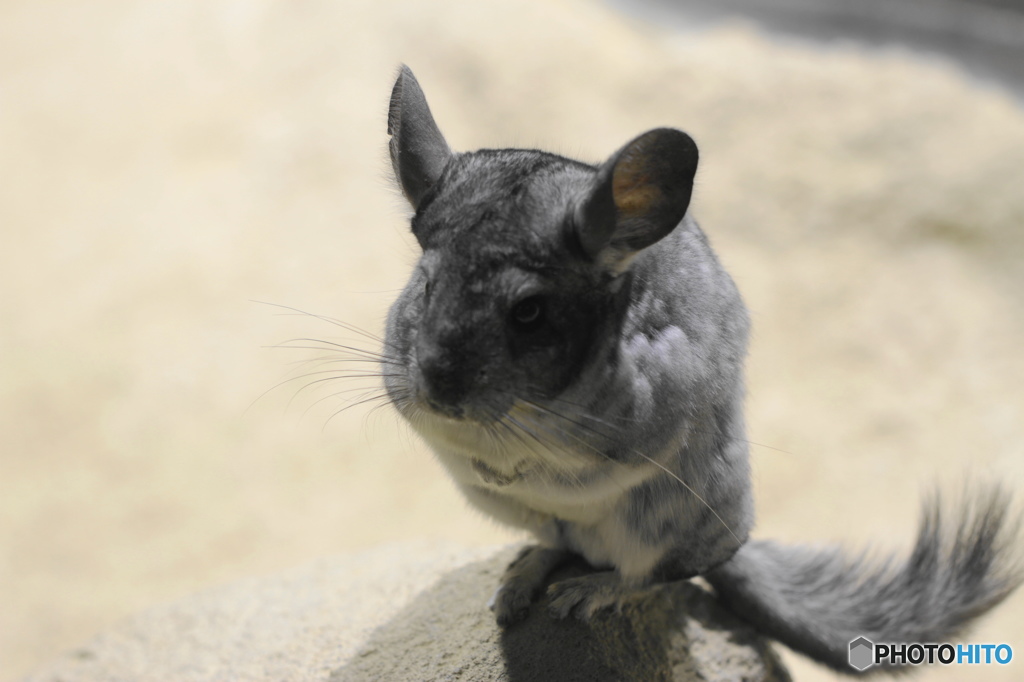 生物園の仲間ー２