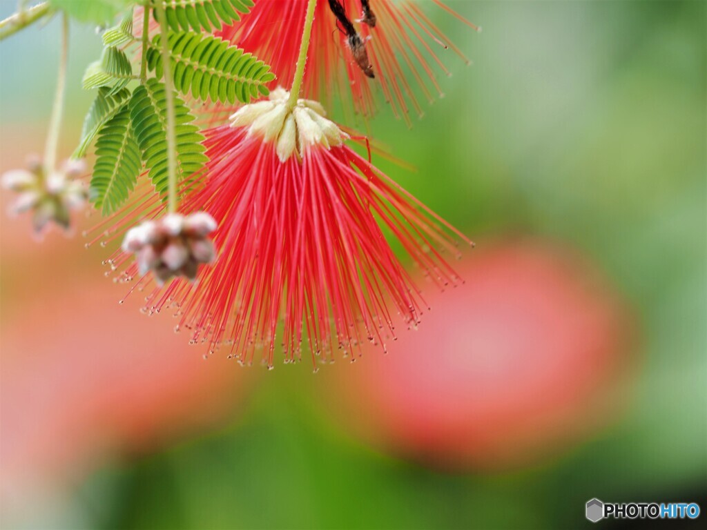 合歓木の花？？