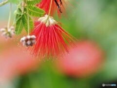 合歓木の花？？