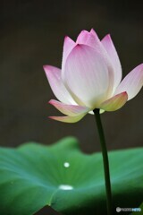咲いたよ～②